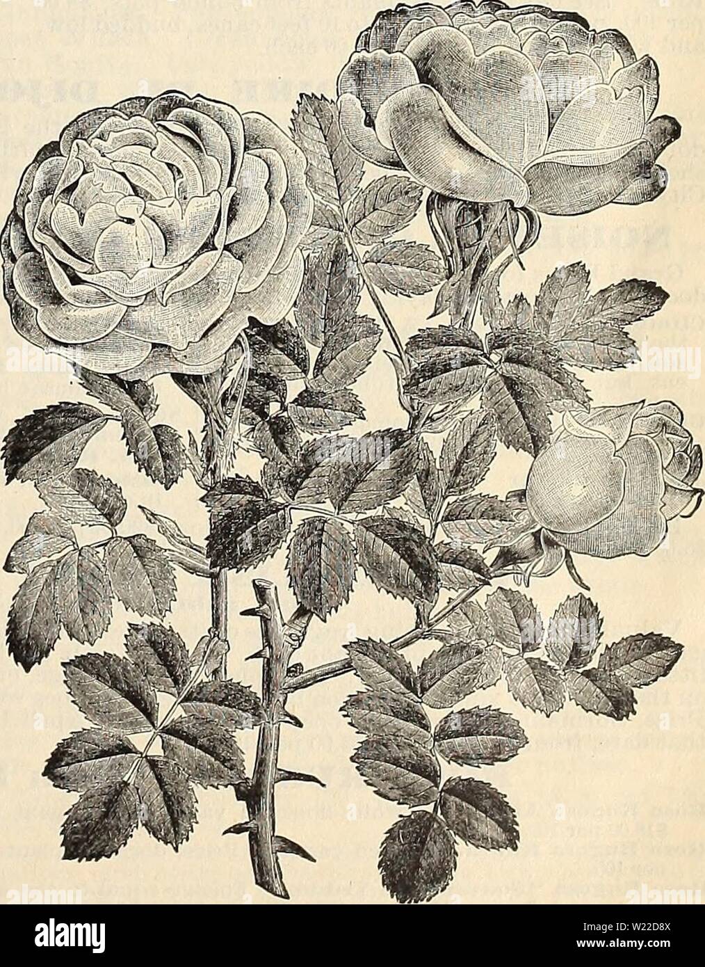 Archive image from page 10 of Dealers and florists wholesale list. Dealers and florists wholesale list of plants  dealersfloristsw18pete Year: 1896  HARDY DORMANT ROSES.—Continued. DORMANT ROSE, SHOWING HOW PLANTING AND PRUNING ARE DONE Prune when planted and as shown on dotted lines. Eugene Furst. Velvety crimson, very large flower, with broad massive petals quite double; a distinct and valuable Rose. First among crimsons. Fisher Holmes. Finely shaped flowers and buds, intense, dark 'velvety crim- son ; considered by connoisseurs to be an improvement on Gen. Jacqueminot. Francois Levet. A bea Stock Photo