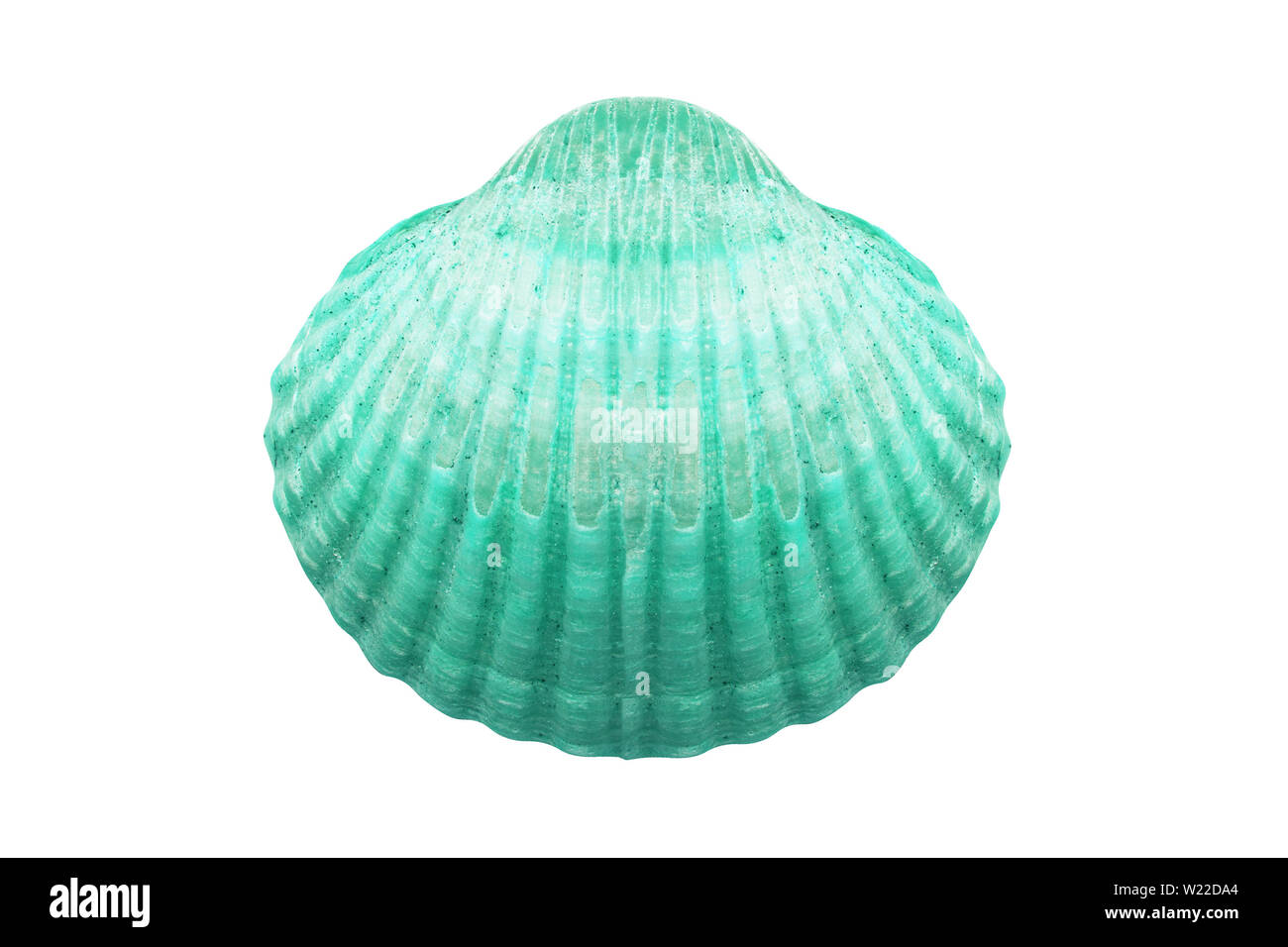 Ocean Colour Shell colored sea shell isolated on white background Stock Photo - Alamy