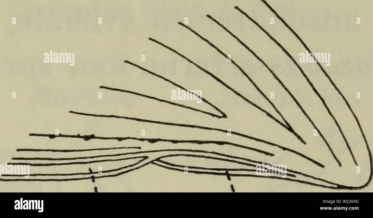 Archive image from page 12 of Danmarks fauna; illustrerede haandbøger ...