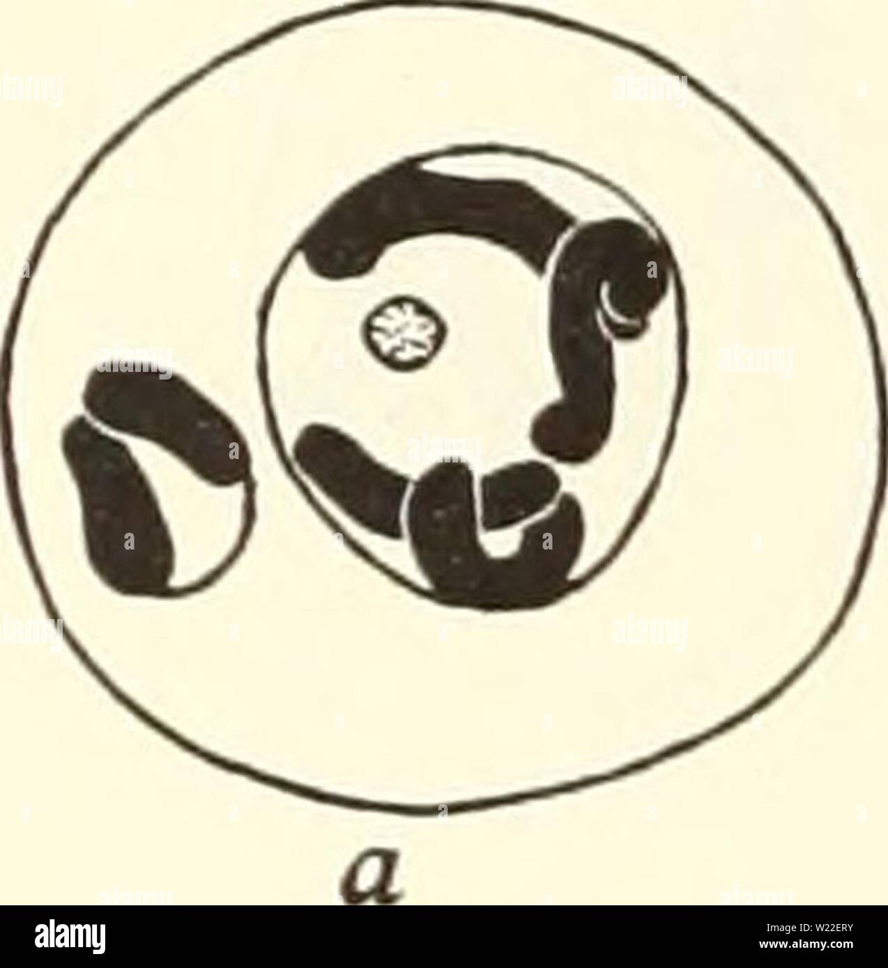 Interphase hi-res stock photography and images - Alamy