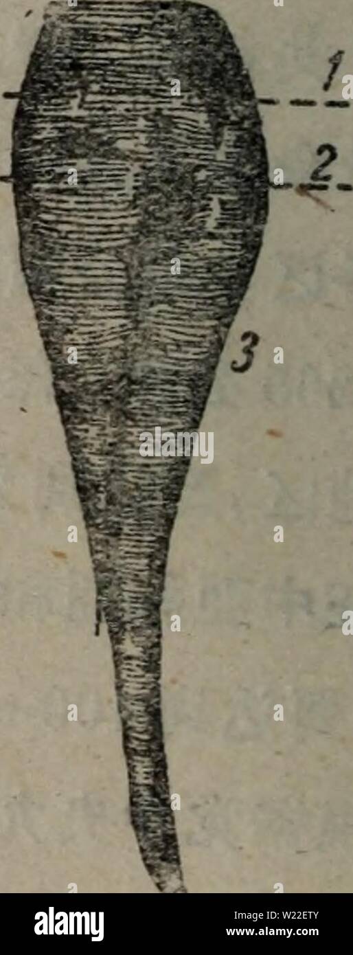 Archive image from page 13 of da tian zuo wu (19588). da tian zuo wu  datianzuowu00mama Year: 1958.8  å51.çè±çè±(ä¸å·¦)åè±åº å52.ç³;çè±çæ ¹ï¼ 1.æ ¹å¤´é¨ï¼2.æ ¹é ¸é¨ï¼3.æ ¹æ¬ Stock Photo