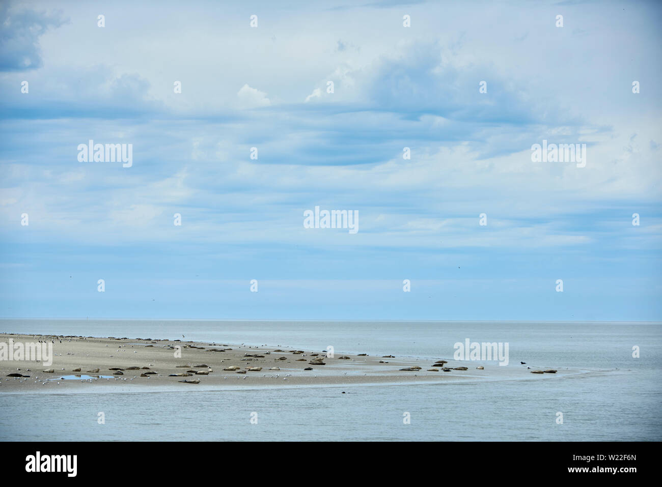 Robben am Strand Stock Photo