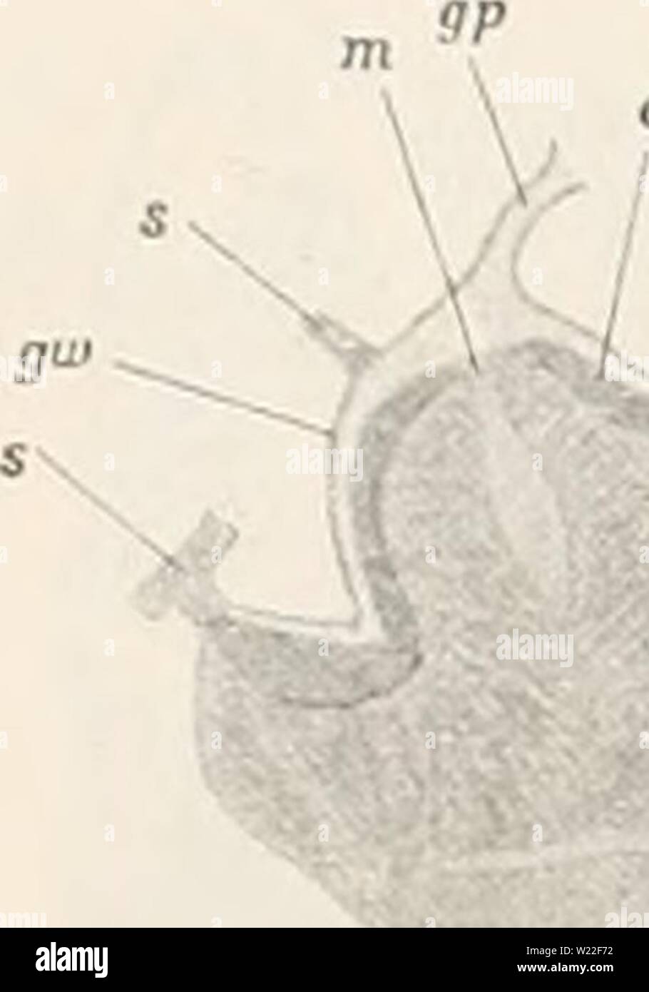 Archive image from page 13 of The Danish Ingolf-Expedition (1914). The Danish Ingolf-Expedition  danishingolfexpe0505ingo Year: 1914  STYLASTERIDAE    which the stolons emerge. Examination of serial sections seems to suggest, that the endoderm in the basal part itself is strongly vacuolated; but this may also be due to the imperfect state of preserva- tion. The protoplasm is here strongly granulated and all indicates, that the albumen cells (cf. Schneider 1902 p. 579) form the principal mass of the endoderm in the basal part of the polyp, whilst the nutriment cells are in majority in the endod Stock Photo