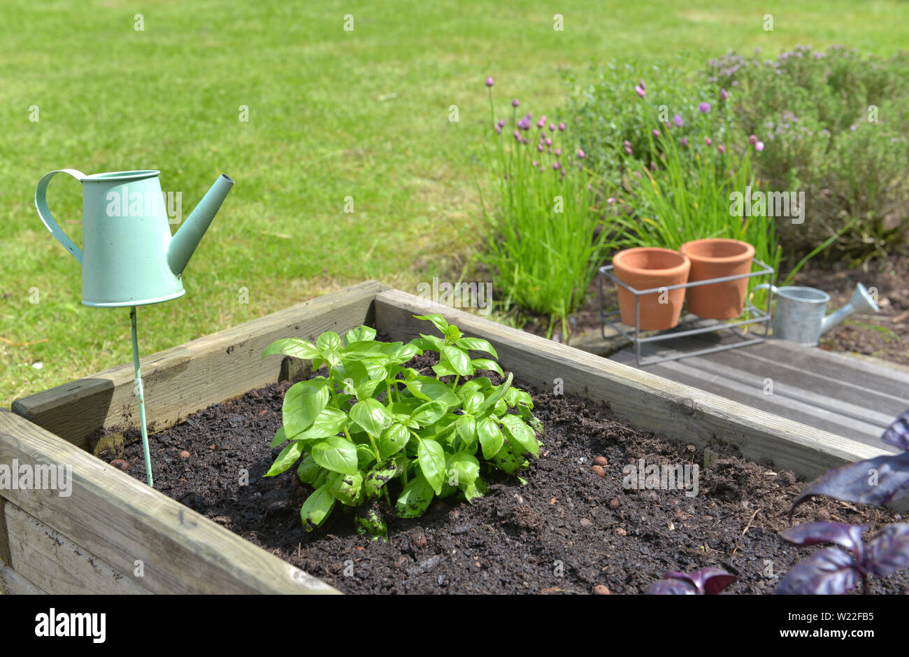 basil growing in a wooden tub next to other aromatic plants Stock Photo