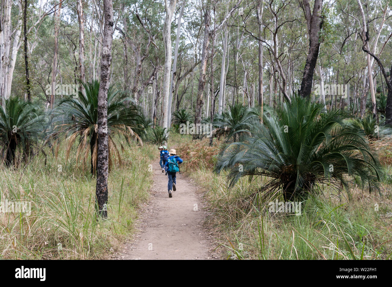 Small fan-shaped palm trees are: Nitida Palm (Livistona nitida) or Carnarvon Gorge Fan Palms for their glossy jet-black fruits in the Eucalyptus forest Stock Photo