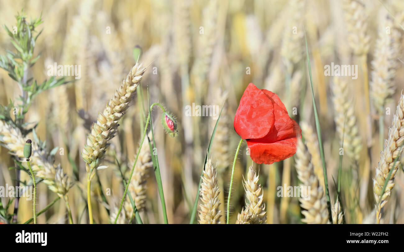 close up on poppy blooming in a field of wheat Stock Photo - Alamy