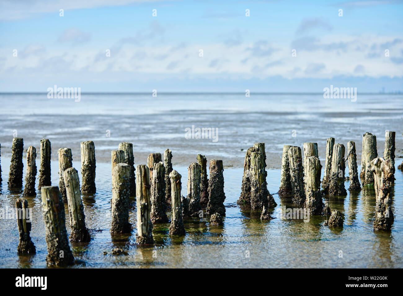 Holzpfähle im Watt Stock Photo