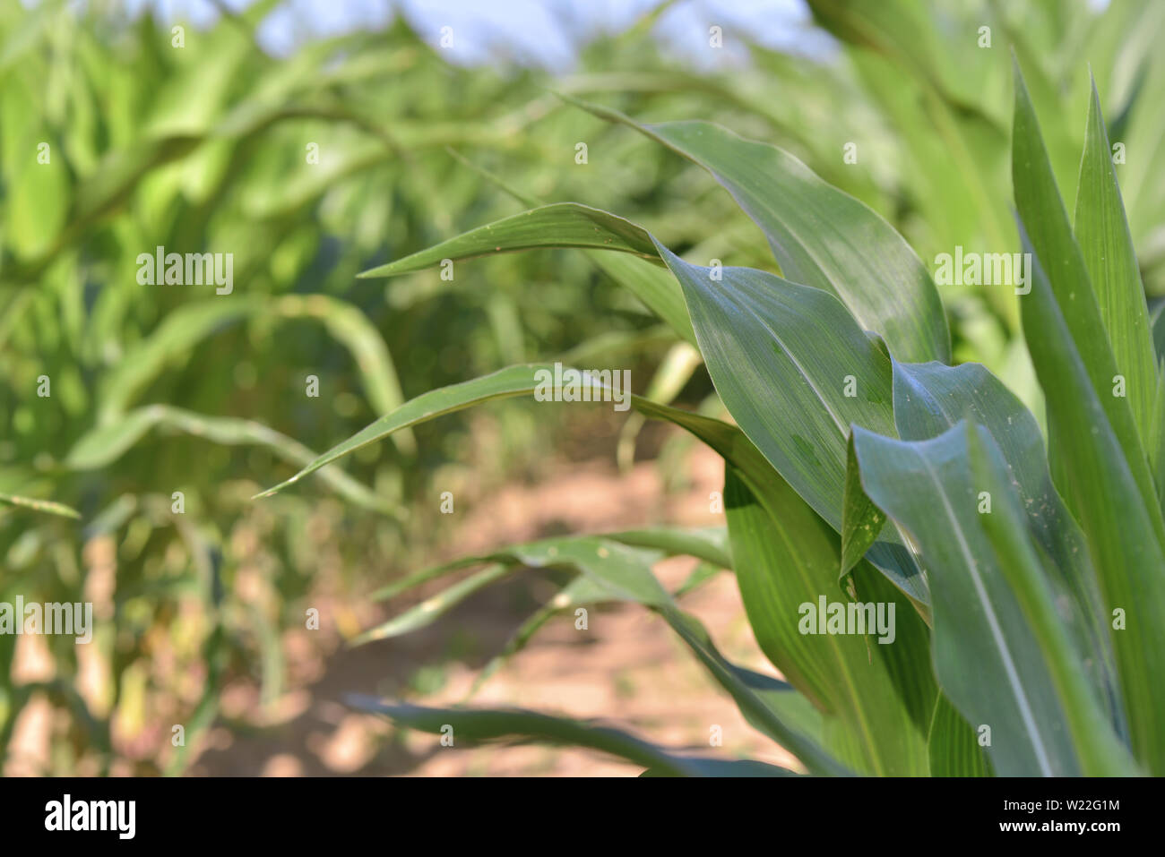Leaves of corn hi-res stock photography and images - Alamy