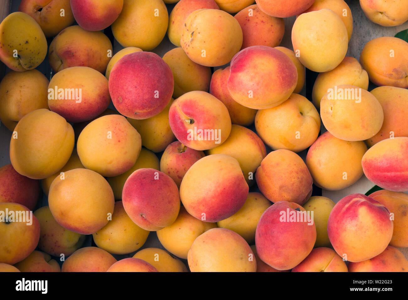 Fresh apricots placed in a wooden crate Stock Photo