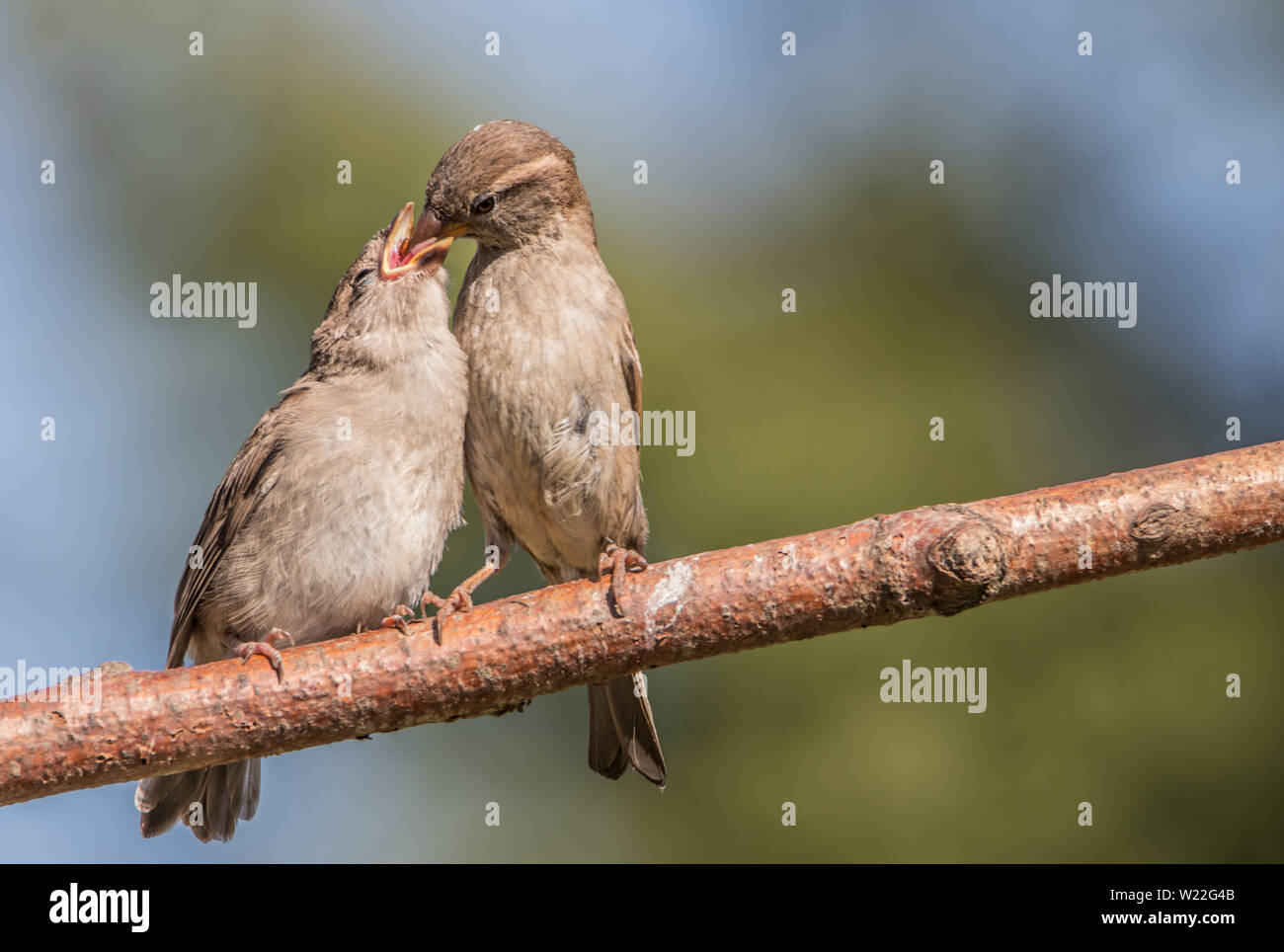 Parent and Baby House Sparrow, Wild Birds in a British Garden, feeding in the sunshine Stock Photo