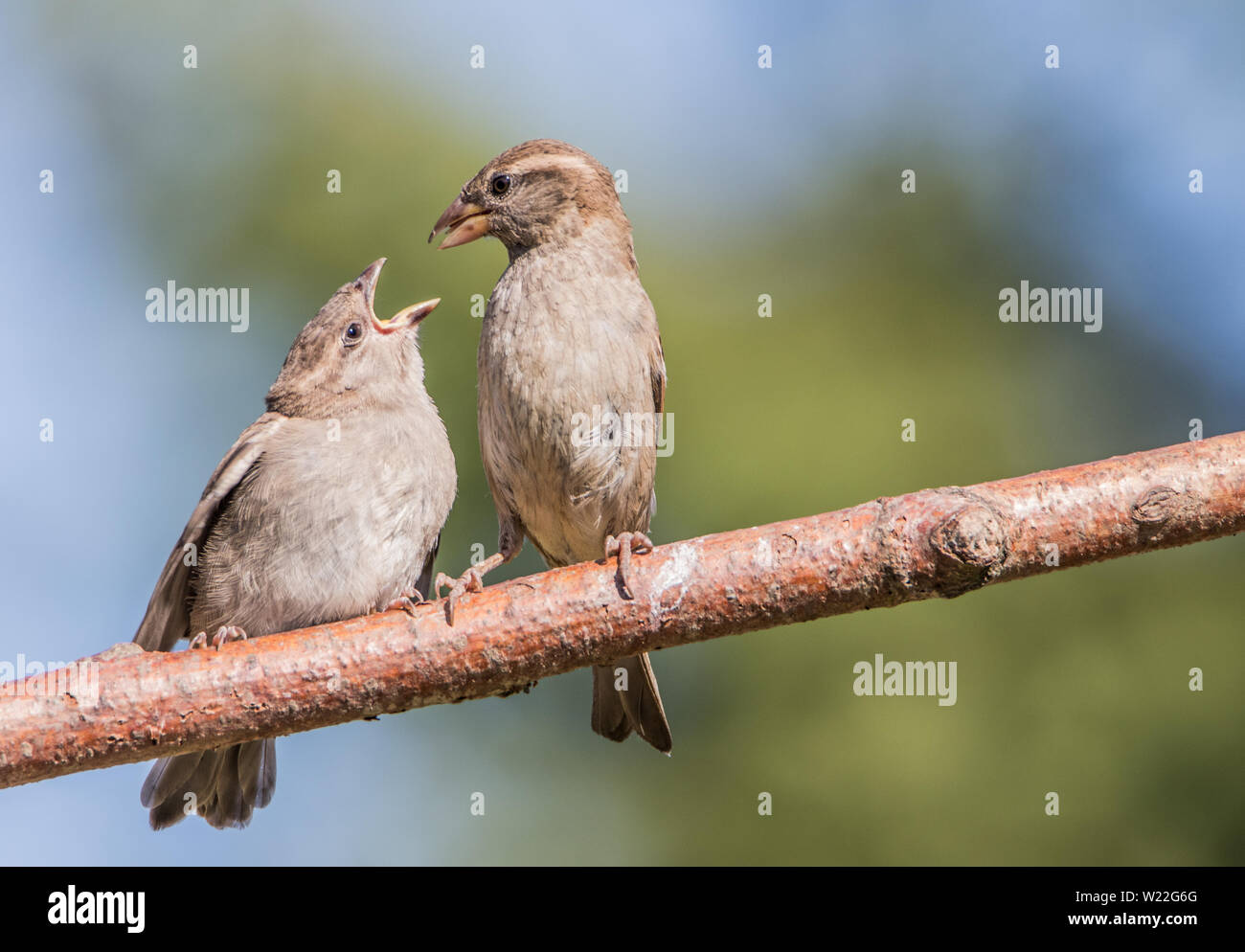 Parent and Baby House Sparrow, Wild Birds in a British Garden, feeding in the sunshine Stock Photo