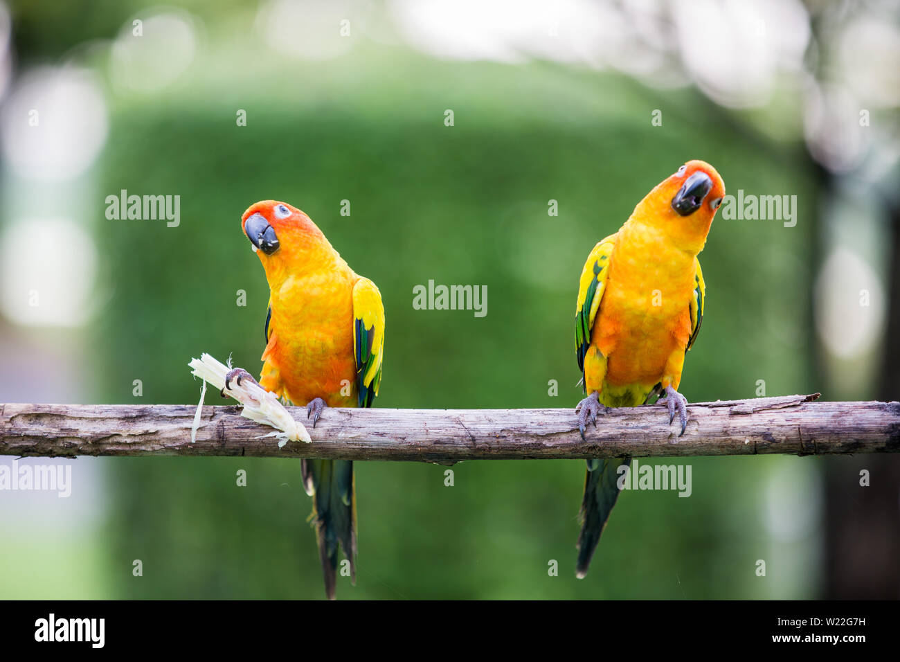 Colorful yellow parrot, Sun Conure (Aratinga solstitialis), standing on the branch Stock Photo