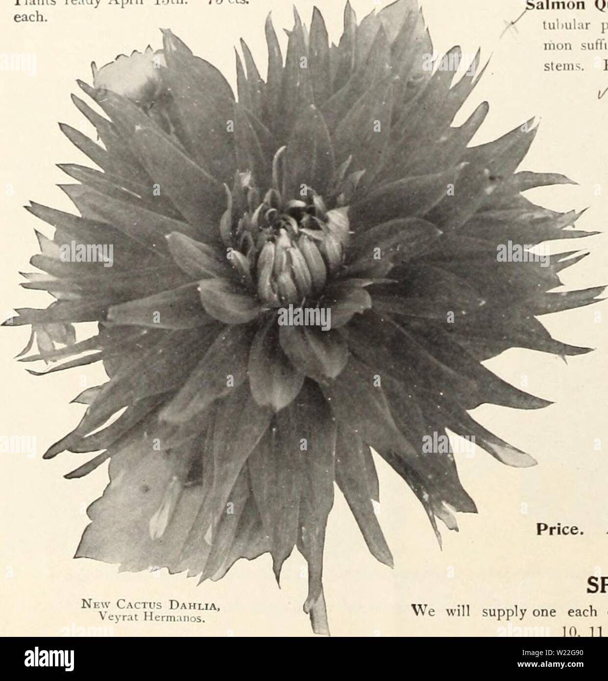 Archive image from page 15 of Dahlias (1914) Stock Photo
