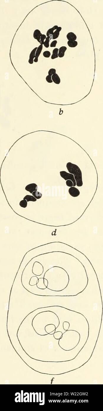 Archive image from page 16 of Cytological studies of five interspecific. Cytological studies of five interspecific hybrids of Crepis leontodontoides  cytologicalstudi65aver Year: 1930  Fig. 10. Meiosis in F, C. cnpillaris-leontodontoides. a, I—M, eight univalent chromosomes forming an equatorial plate; b, late I—M, eight univalent chromosomes dividing; c, I-A, irregular division of chromosomes; d, I-T, showing 4—1 distribution of univalent chromosomes; e, monad, with micro- cyte, five large, and three small nuclei; /, dyad with three large and six small nuclei. Occasionally a metaphase is foun Stock Photo