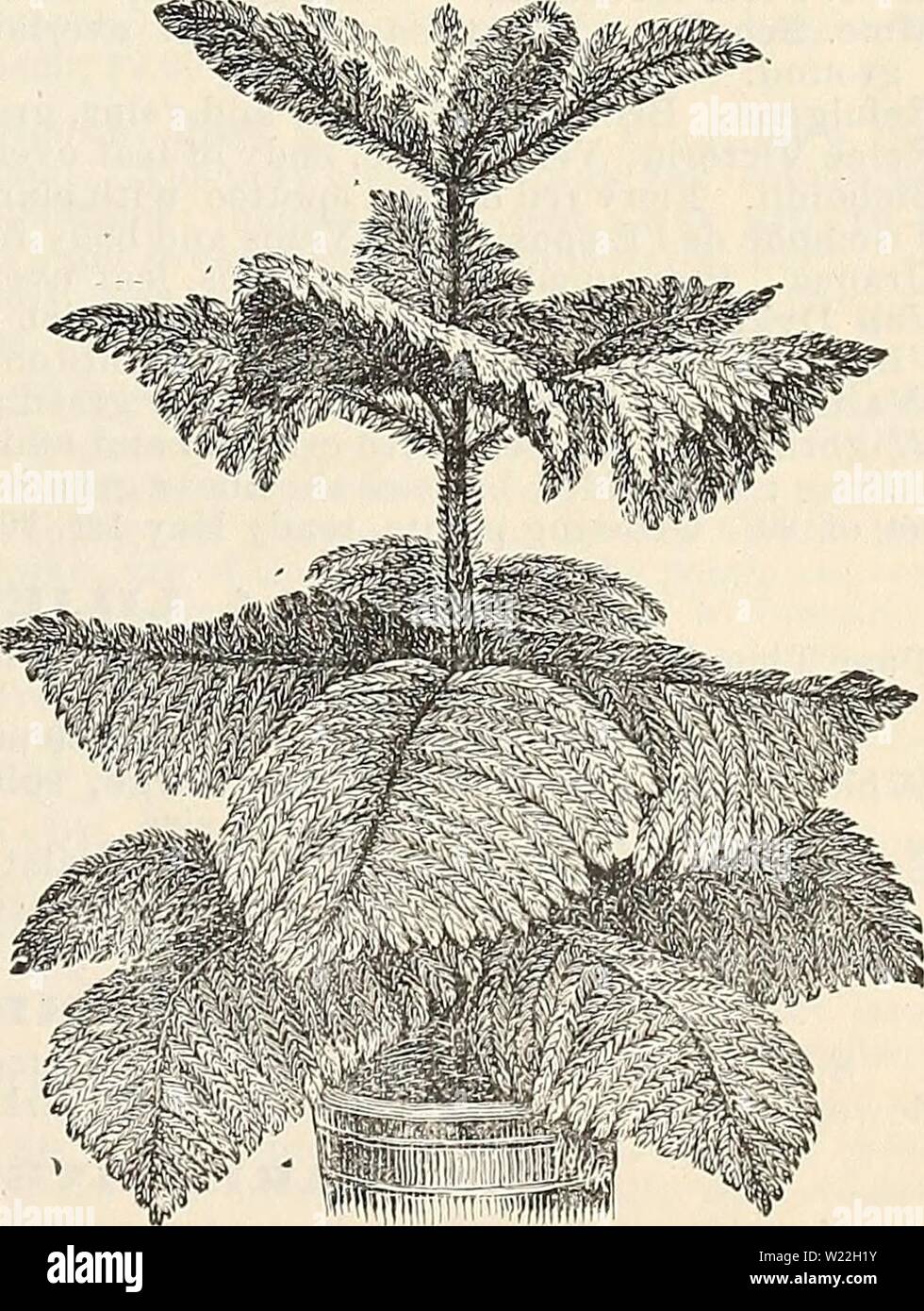 Archive image from page 16 of Dealers and florists wholesale list. Dealers and florists wholesale list of plants dealersfloristsw18pete_0 Year: 1897 AHAUCARIA EXCELSA. (See above.) Stock Photo