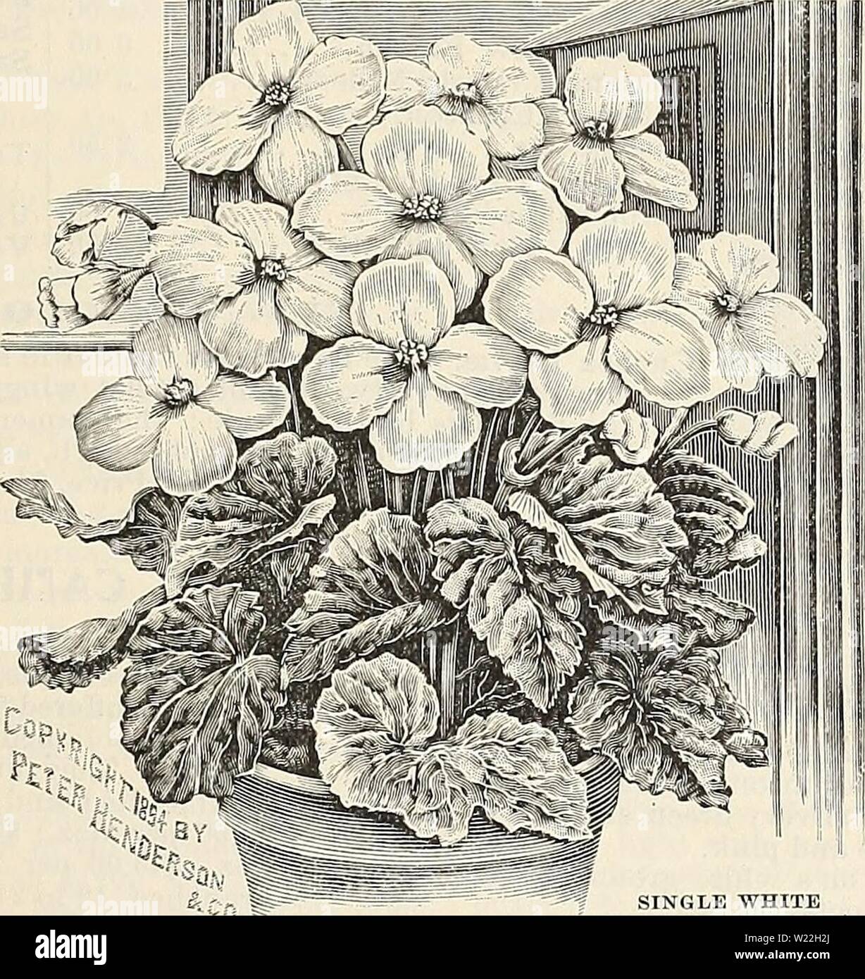 Archive image from page 16 of Dealers and florists wholesale list. Dealers and florists wholesale list of plants  dealersfloristsw18pete 0 Year: 1897  SINGLE WHITE TUBEROUSBEGONIA. AZALEA INDICA. DoubleFlowered Azaleas. A Borsig. A pure white fine form. Apoilo. Large flower; blood red. Bernard Andrea Alba. Fine white. Deutsche Perle. Pure white. Docteur de Moor. Intense rose. Erapereur de Bresil. Pink and white. Francoi de Vos. A clear red. Imp. des Indes. Rose, edged white. Mme. Camille. White, striped red. Mme. Van der Cruyssen. Bright rose. Niobe. Fine double white. Simon Mardner. Intense r Stock Photo