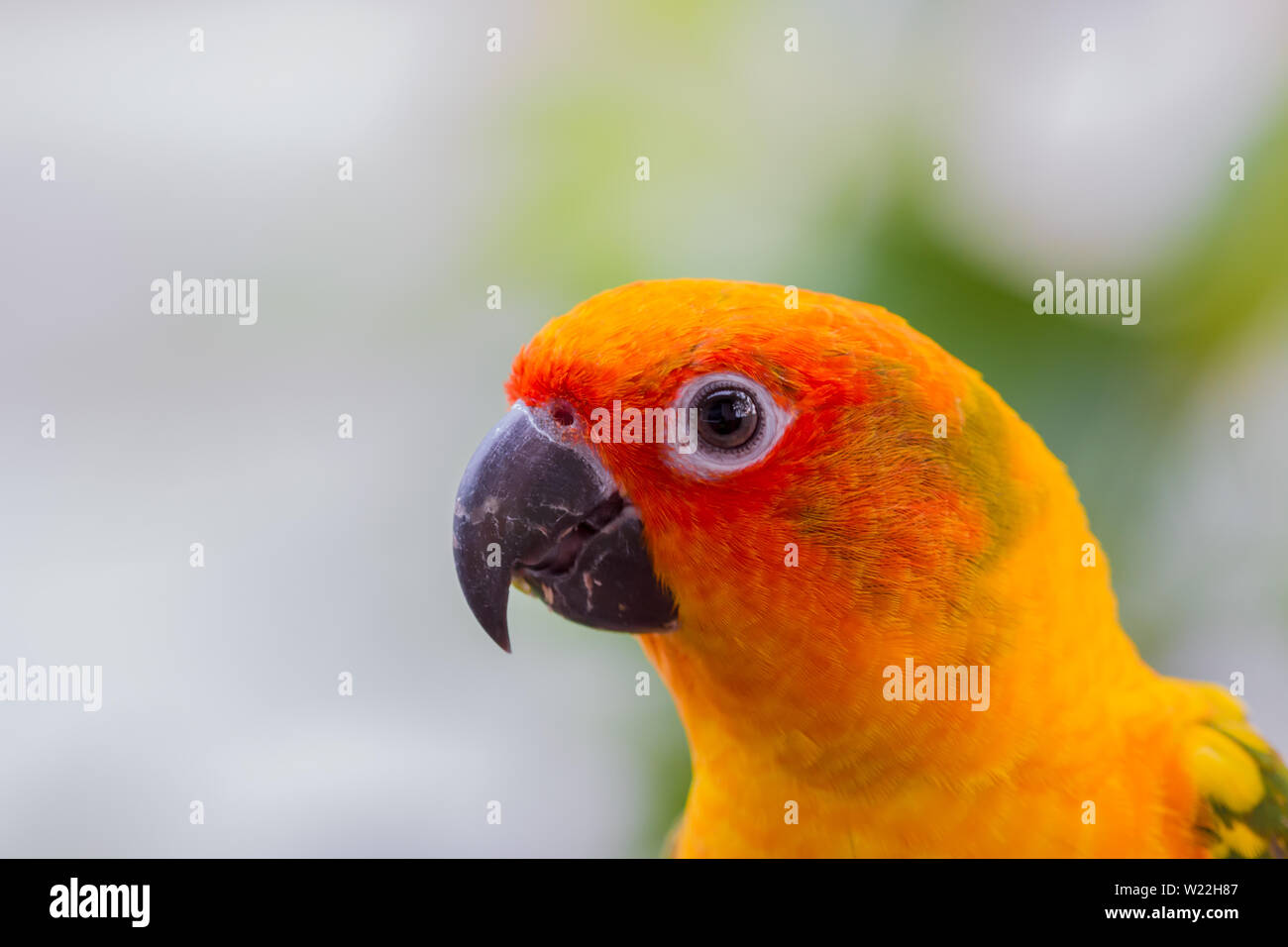 Colorful yellow parrot, Sun Conure (Aratinga solstitialis), portrait profile Stock Photo