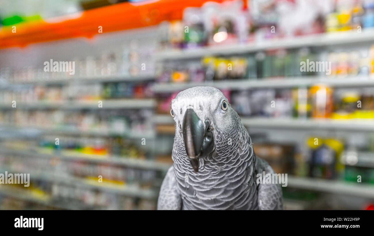 African grey hotsell bird shop