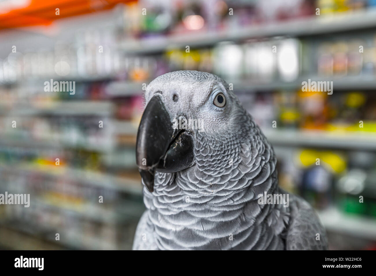 parrot bird store