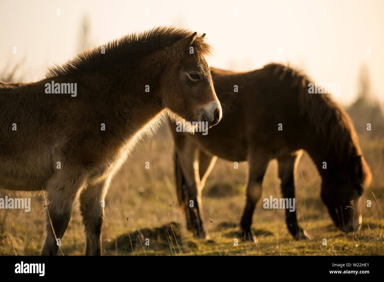 Exmoor pony isolated hires stock photography and images Alamy