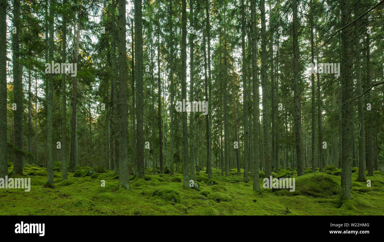 Blue bright green deep forest with moss on ground and stones. Wood in  Sweden, near to Stockholm. Natural protected area. Magical fairy tale  atmosphere Stock Photo - Alamy