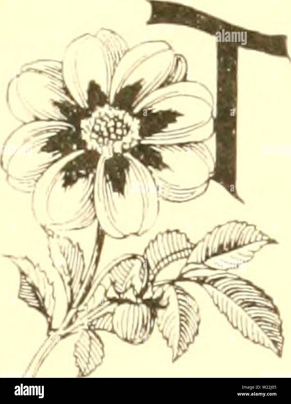 Archive image from page 18 of The Dahlia  a practical. The Dahlia : a practical treatise on its habits, characteristics, cultivation and history  dahliapracticalt00peac Year: 1896  THE DAHLIA. CHAPTER I. THE DAHLIA.    HE Dahlia ( Dahlia Variabilis of LiniKeus) is a tender tuberous rooted perennial ; a native of Mexico, and was first discovered by Baron Humboldt in 17S9. It was sent ly him to Prof. Cavenilles, of the Botanical Gardens, Madrid, who named it Dahlia, in honor of the celebrated Swedish botanist, Prof. Andrew Dahl. It was introduced into England in the same 3-ear (17S9) by the Marc Stock Photo