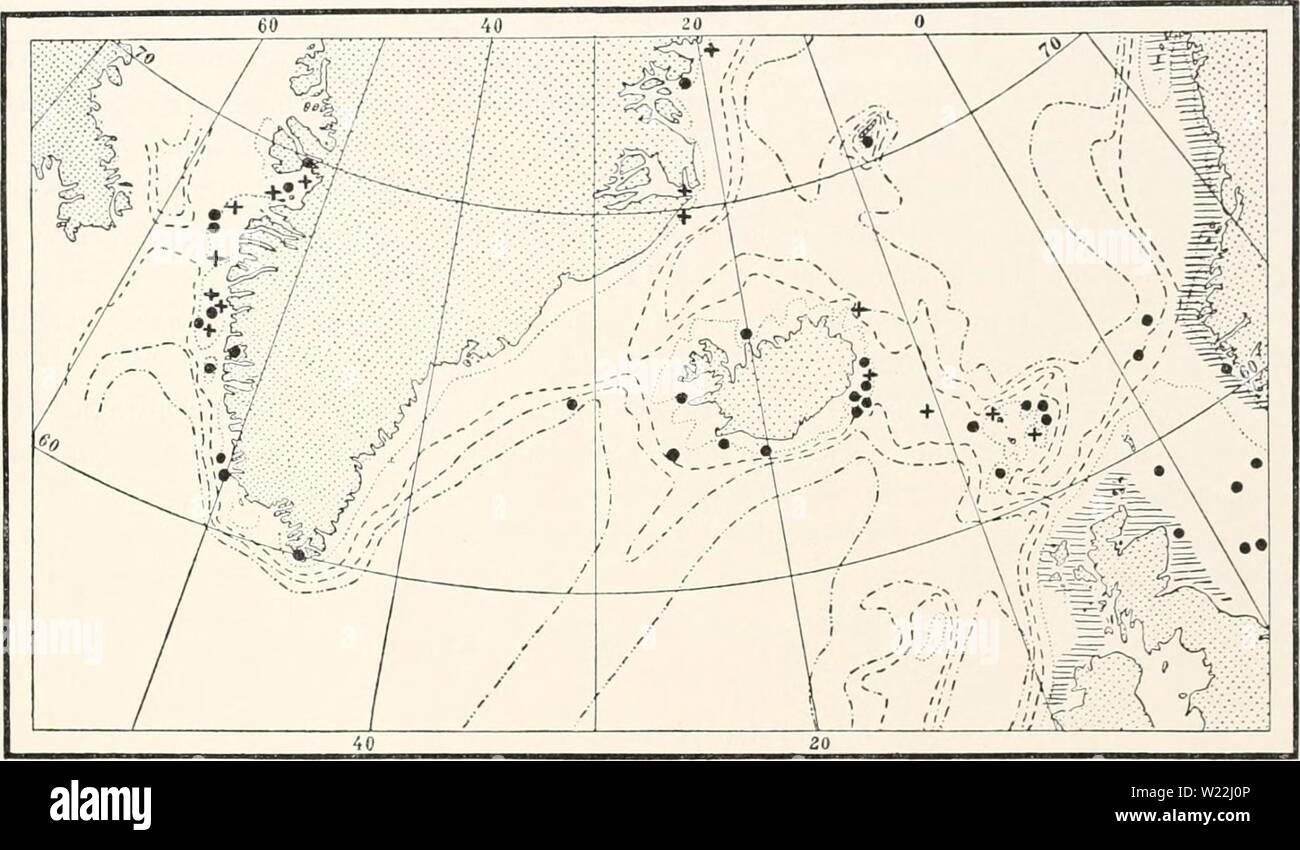 Archive image from page 18 of The Danish Ingolf-Expedition (1918). The Danish Ingolf-Expedition  danishingolfexpe0507ingo Year: 1918  HYDROIDA II II creeping colonies of Lafoea gracillima, and a number of colonies which have later been identified as Lafoea pygmcea should doubtless be referred to Lafoea gracillima. Bonne vie, (1899 p. 62) notes in her table as to the hydrothecse that they have 'slightly outward-curving margin'; this does not agree with Hincks's expression 'hydrothecse . . . cylindrical, elongate and narrow' or with his drawing of the species. In my first report on the hydroids Stock Photo