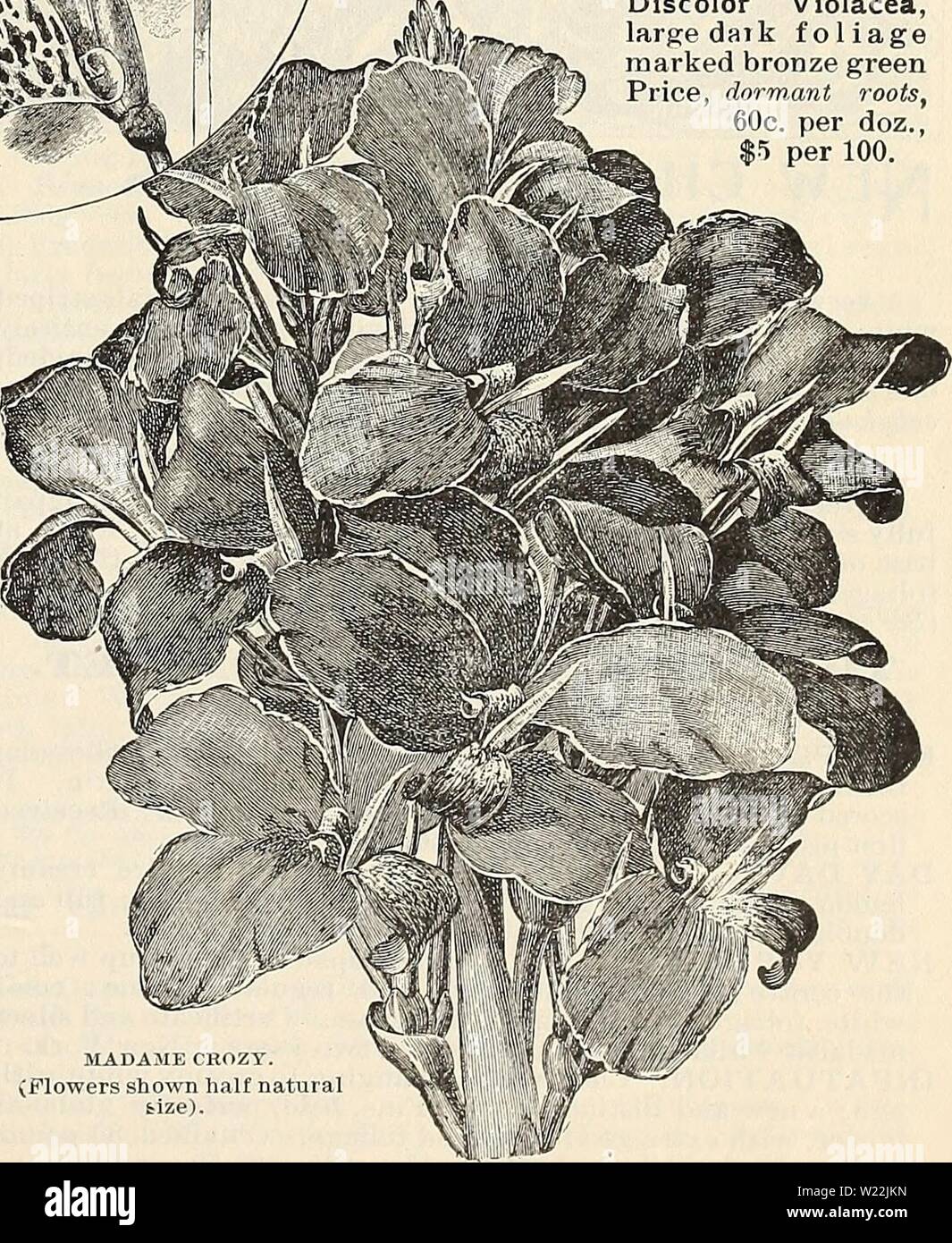 Archive image from page 20 of Dealers and florists wholesale list. Dealers and florists wholesale list of plants  dealersfloristsw18pete 0 Year: 1897  ....,..,o..,.,:mmmlMmmt,. BUTTERFLY CANNA, GOLDEN WINGS (Flowers shown halt natural size.) GANNAS. Golden Wings. In Golden wings we have a grand sort decorated in a unique manner. Through a golden field are scattered irregular spots and blotches of deep brownish crimson and  orange scarlet, with great patches of color in '•  the centre of the flowers. No Orchid is more y generously endowed than this in the distribution » of colors ; no butterfl Stock Photo