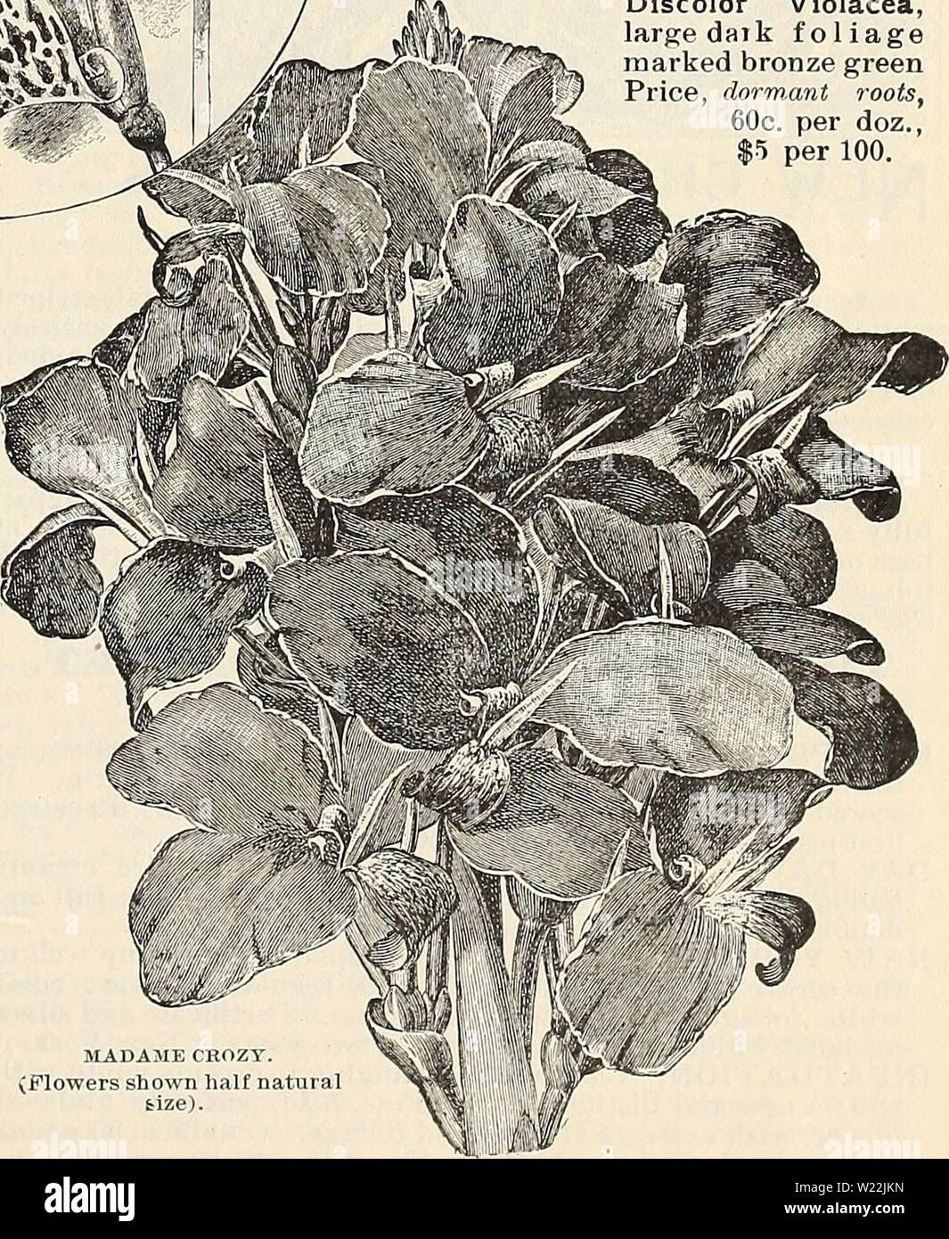 Archive Image From Page 20 Of Dealers And Florists Wholesale