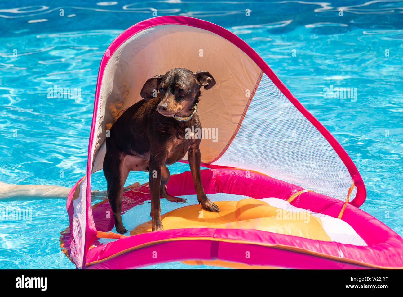 miniature pinscher dog floating in the swimming pool on a toddler flotation device Stock Photo