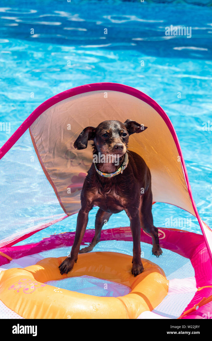 miniature pinscher dog floating in the swimming pool on a toddler flotation device Stock Photo