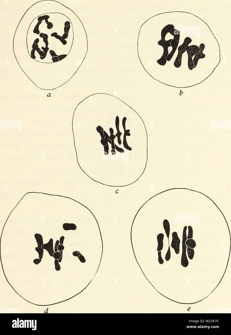 Archive image from page 22 of Cytological studies of five interspecific. Cytological studies of five interspecific hybrids of Crepis leontodontoides  cytologicalstudi65aver Year: 1930  1930] Avery: Hybrids of Crepis leontodontoides 155 Meiosis In meiotic divisions the chromosomes of the two species cannot be distinguished. In contrast to the other hybrids there is great regularity in meiosis. At diakinesis 5n or 4n + 2r are seen. In figure 15a one pair of chromosomes appears to be only loosely associated    Fig. 15. Meiosis in Ft C. leontodontoides-aurea. a, diakinesis, with five pairs, one pa Stock Photo