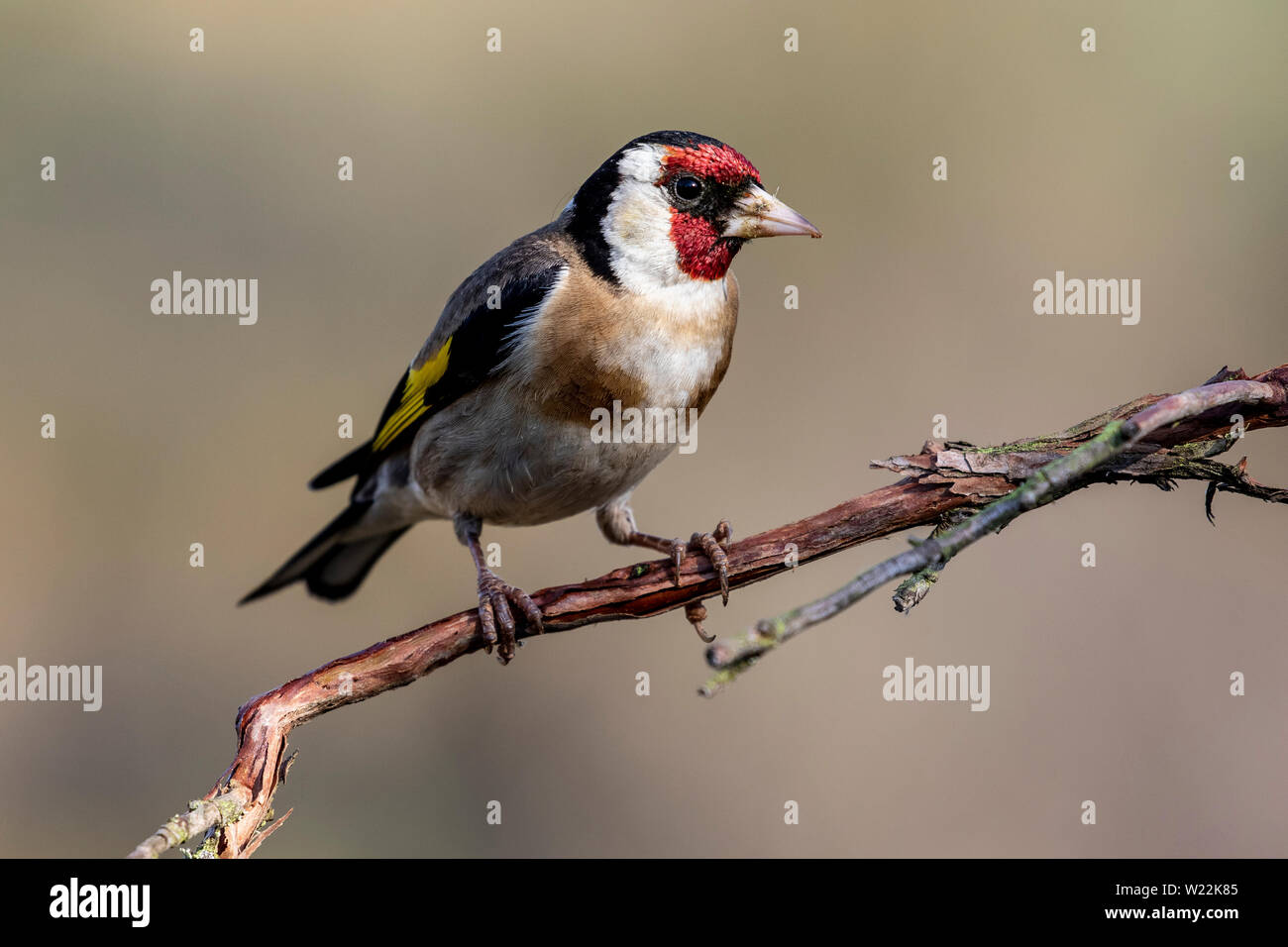 Colorful Goldfinch, (Carduelis carduelis), perching on a tree. Nice detail of the eye and feathers. Stock Photo