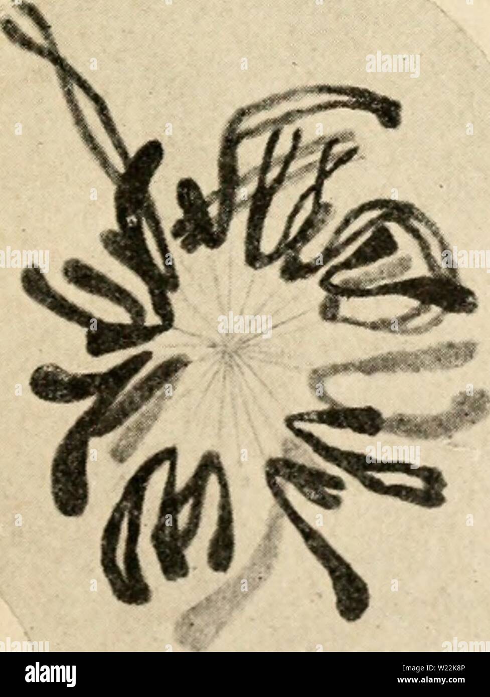 Archive image from page 22 of Cytology, with special reference to. Cytology, with special reference to the metazoan nucleus  cytologywithspec00agar Year: 1920   / Stock Photo
