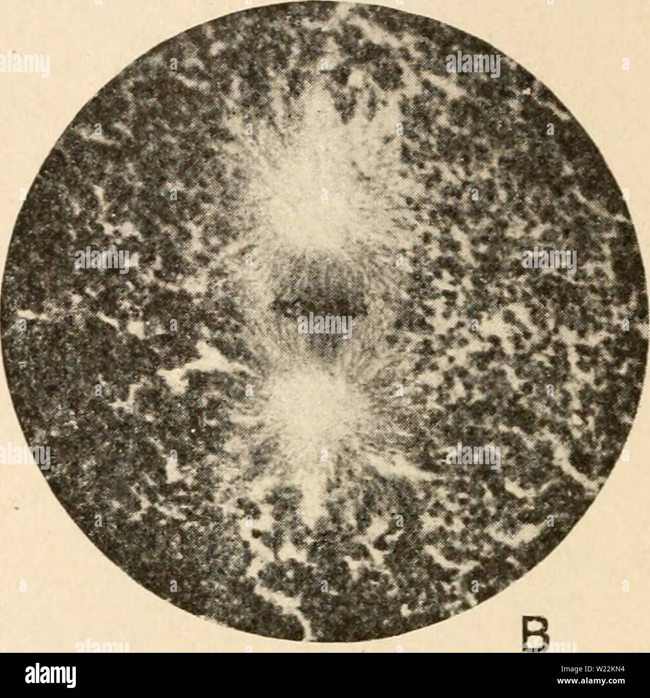 Archive image from page 23 of Cytology, with special reference to. Cytology, with special reference to the metazoan nucleus  cytologywithspec00agar Year: 1920 Stock Photo