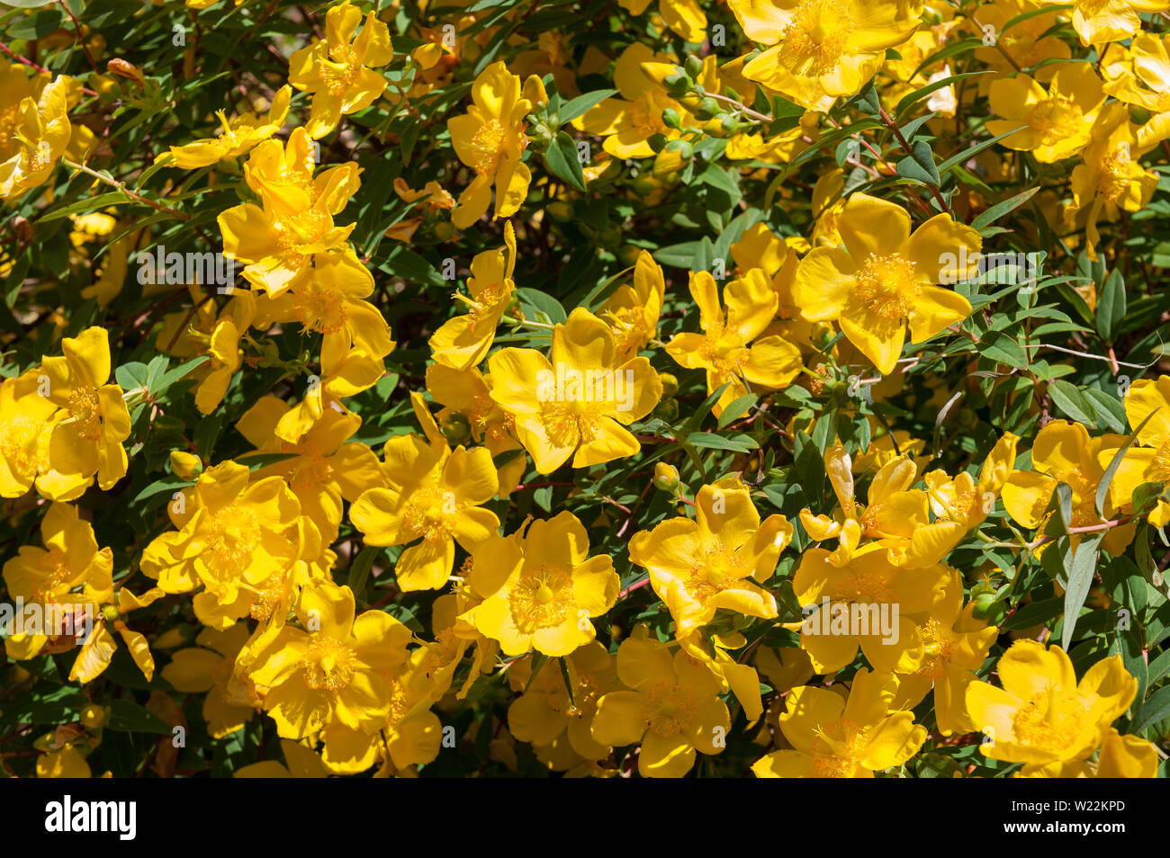 Bright yellow blossom flowers of Potentilla, Shrubby Cinquefoil, an uplifting feeling in heart of summer; Potentilla fruticosa Stock Photo