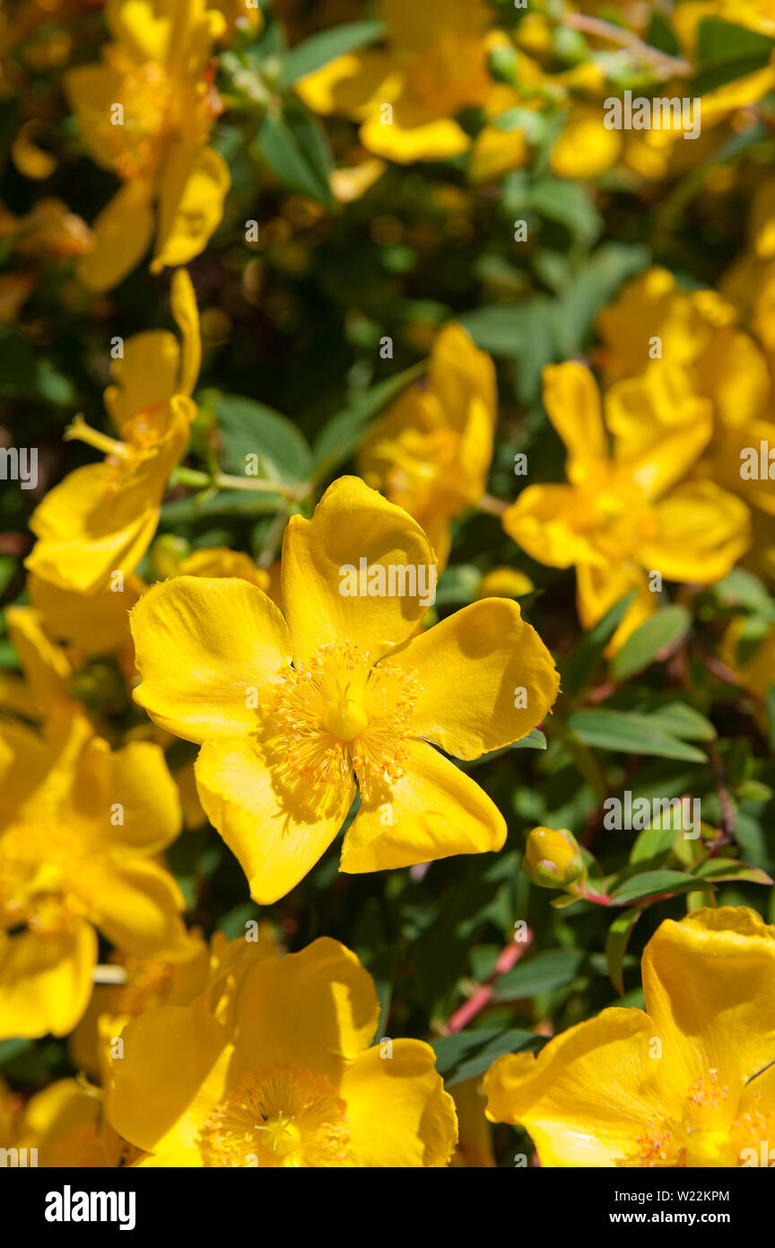 Bright yellow blossom flowers of Potentilla, Shrubby Cinquefoil, an uplifting feeling in heart of summer; Potentilla fruticosa Stock Photo