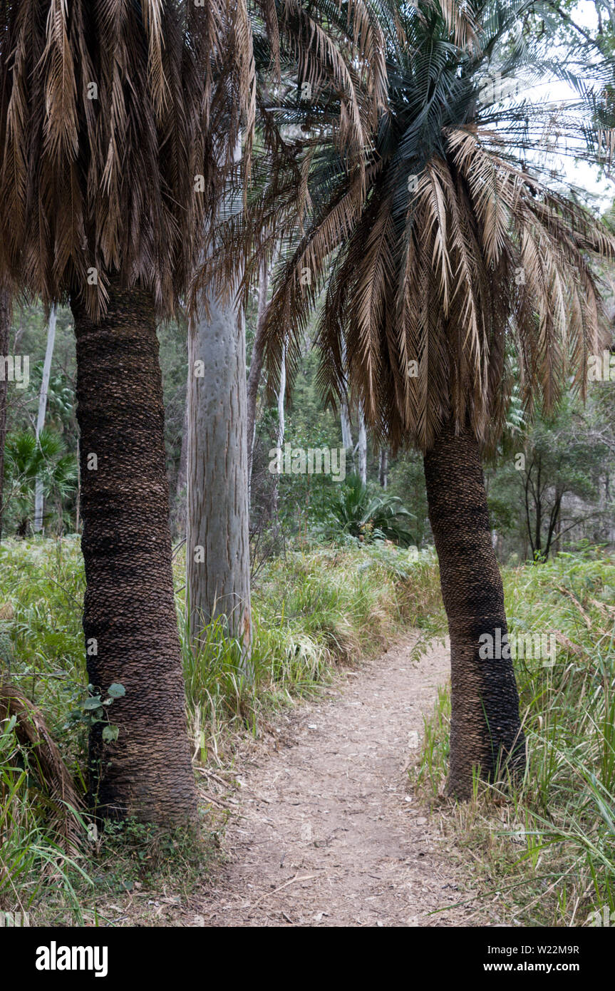 A couple of Cycad plants in the Eucalyptus forest in the Carnarvon Gorge National Park in the Central Highlands of Queensland in Australia.   Carnarvo Stock Photo