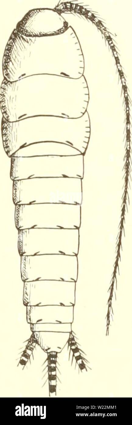 Archive image from page 100 of Das system der lepismatiden (1904). Das system der lepismatiden  dassystemderlepi00esch Year: 1904  dunkelviolett; Tasterglieder teilweise angedunkelt; Fühler und Cerci sehr deutlich und scharf schwarz oder dunkelviolett geringelt. — Schuppen der Oberseite braun, der Unter- seite heller. — Körperform breiter als die der vorhergehenden Art; nach hinten zu deutlich schmaler werdend; Thorax wenig, aber deutlich breiter als das Abdomen und gut  so lang als dieses. Abdomen nach hinten merklich sich verjüngend; Ter». X trapezförmig mit ge rundeten Hinterecken und gerad Stock Photo