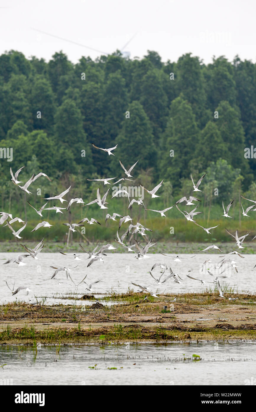 190705 Nanjing July 5 2019 Xinhua Wild Birds Fly