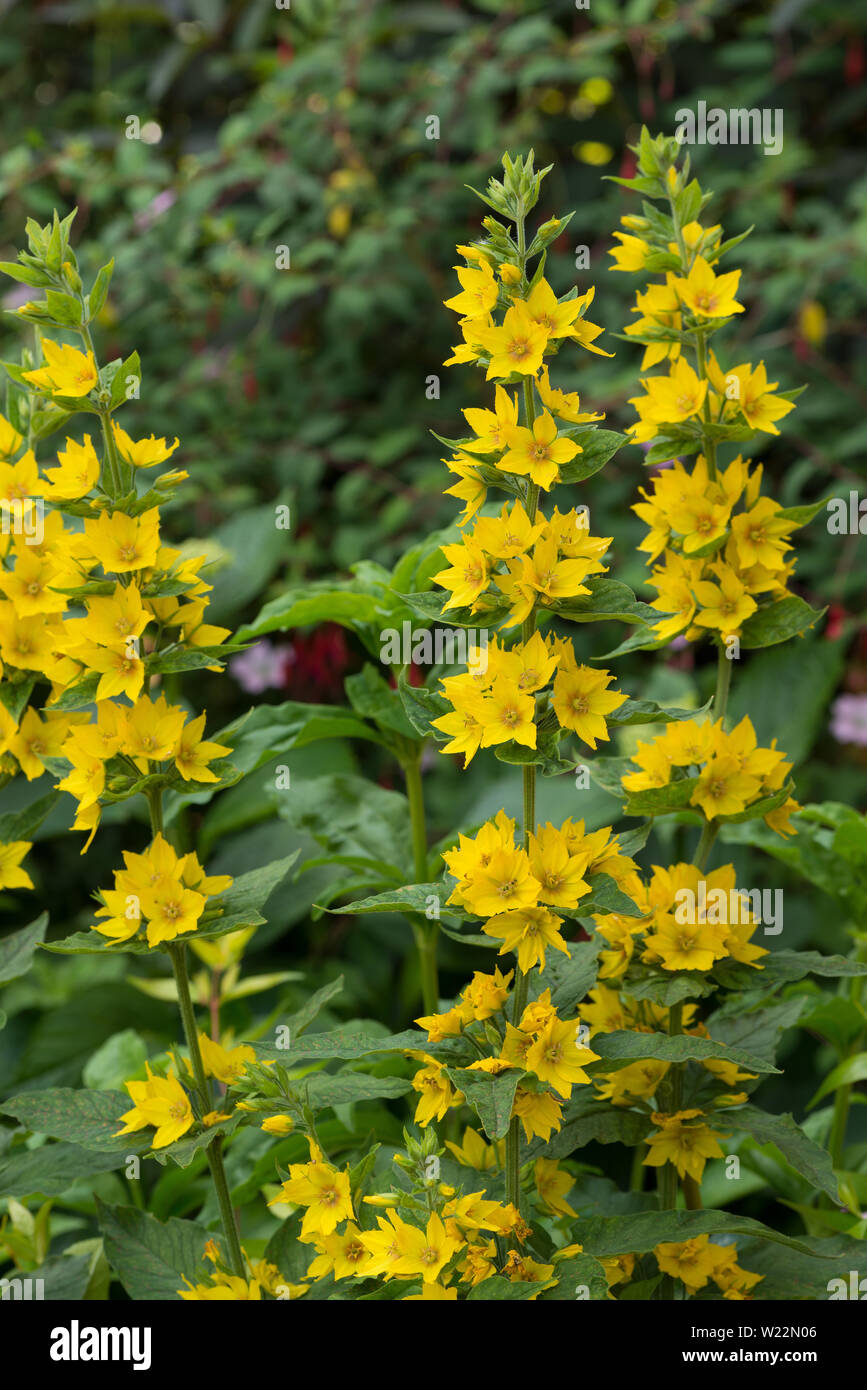 Yellow star shaped flower hires stock photography and images Alamy