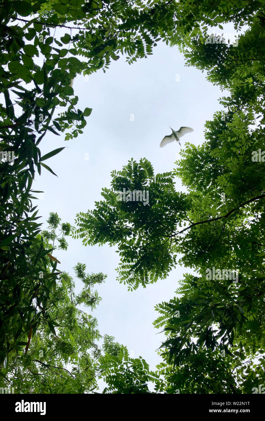 (190705) -- NANJING, July 5, 2019 (Xinhua) -- An egret flies over trees at the Dafeng Milu National Nature Reserve in the city of Yancheng, east China's Jiangsu Province, June 26, 2019. China's Migratory Bird Sanctuaries along the coast of the Yellow Sea-Bohai Gulf (Phase I) were inscribed on the World Heritage List as a natural site on Friday at the ongoing 43rd session of the UNESCO World Heritage Committee in Azerbaijan's capital of Baku.    Migratory Bird Sanctuaries along the coast of the Yellow Sea-Bohai Gulf of China are located in the Yellow Sea ecoregion, containing the world's larges Stock Photo