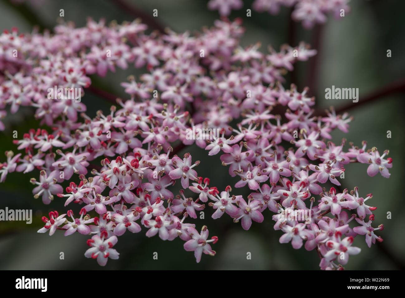 Pink clusters of frothy flowers of Sambucus nigra f. porphyrophylla Black Beauty, Black Lace Stock Photo