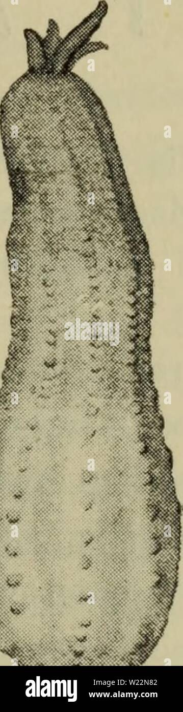 Archive image from page 102 of Danmarks fauna; illustrerede haandbøger over. Danmarks fauna; illustrerede haandbøger over den danske dyreverden..  danmarksfaunaill51dans Year: 1907  99 3. Nemathybomerne middelstore, i Reglen ikke tydeligt frem- trædende fra Kropvæggen, med Nematocyster dels 36 — 86 X 4,5-5 , dels 36-65 X 2-2,5 . I Reglen 16 Ten- takler 2. longicornis (Side 99). Nemathybomerne smaa, med Nematocyster 48 — 67 X 3,5 — 4u. I Reglen 12 Tentakler 4. åndresi (Side 101). 4. Nemathybomerne smaa, spredte, med Nematocyster dels 46 — 72X4,5, dels 24 —42 X ca. 3 —3,5 . Indtil 20 Tentakler 3 Stock Photo