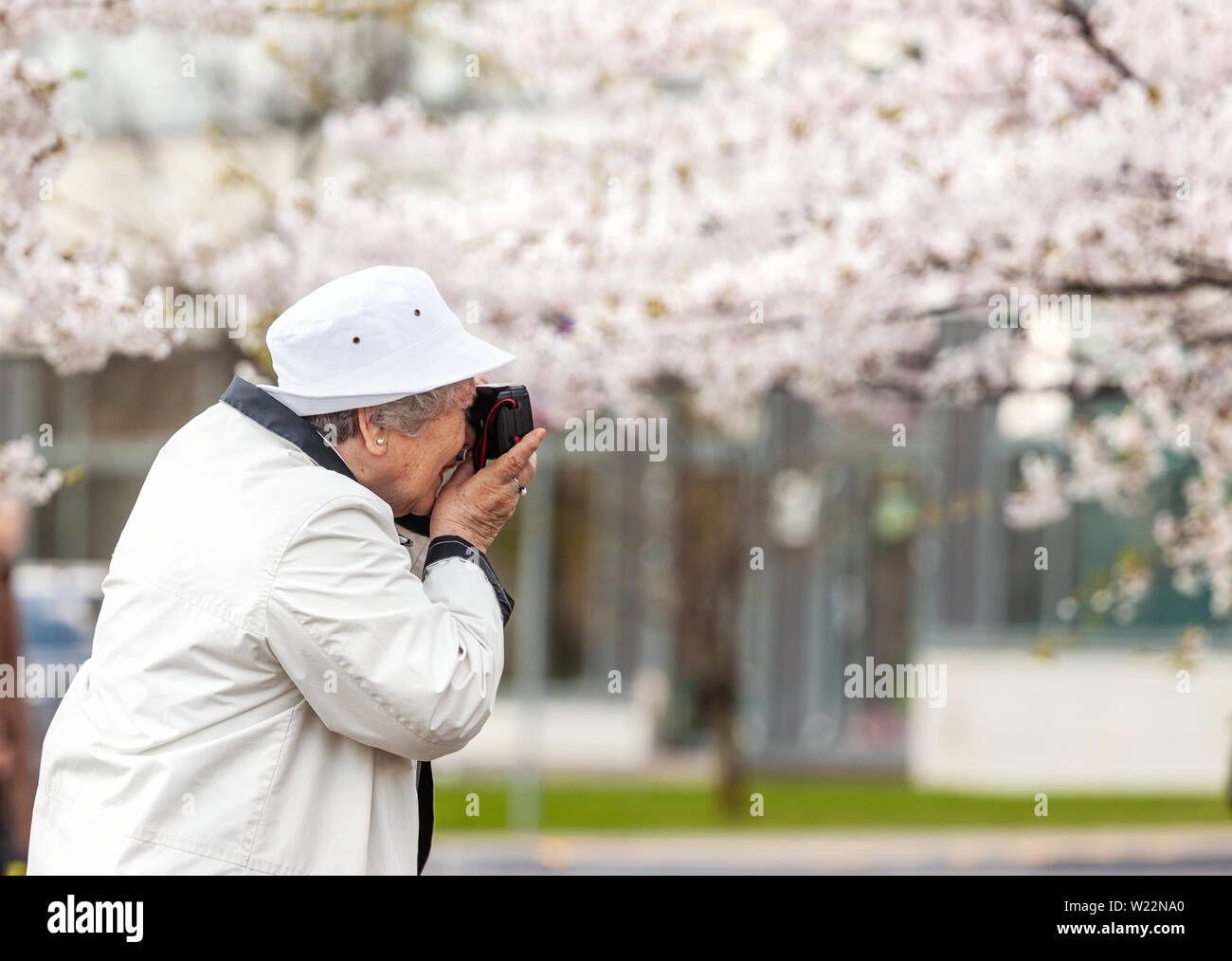 Senior age elderly woman holding vintage film camera and photographing blooming cherry tree garden in spring Stock Photo