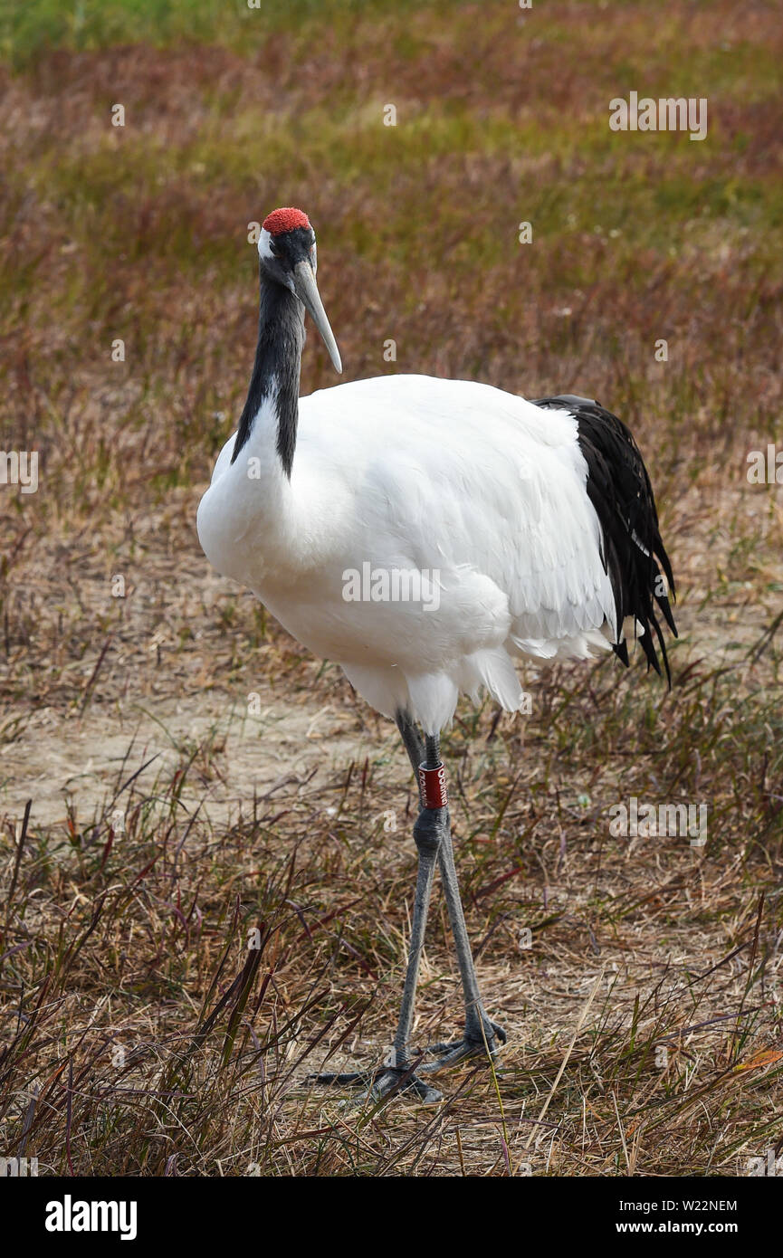 (190705) -- NANJING, July 5, 2019 (Xinhua) -- A red-crowned crane is seen at the Yancheng Wetland and Rare Birds National Nature Reserve in east China's Jiangsu Province, Nov. 15, 2017. China's Migratory Bird Sanctuaries along the coast of the Yellow Sea-Bohai Gulf (Phase I) were inscribed on the World Heritage List as a natural site on Friday at the ongoing 43rd session of the UNESCO World Heritage Committee in Azerbaijan's capital of Baku.    Migratory Bird Sanctuaries along the coast of the Yellow Sea-Bohai Gulf of China are located in the Yellow Sea ecoregion, containing the world's larges Stock Photo