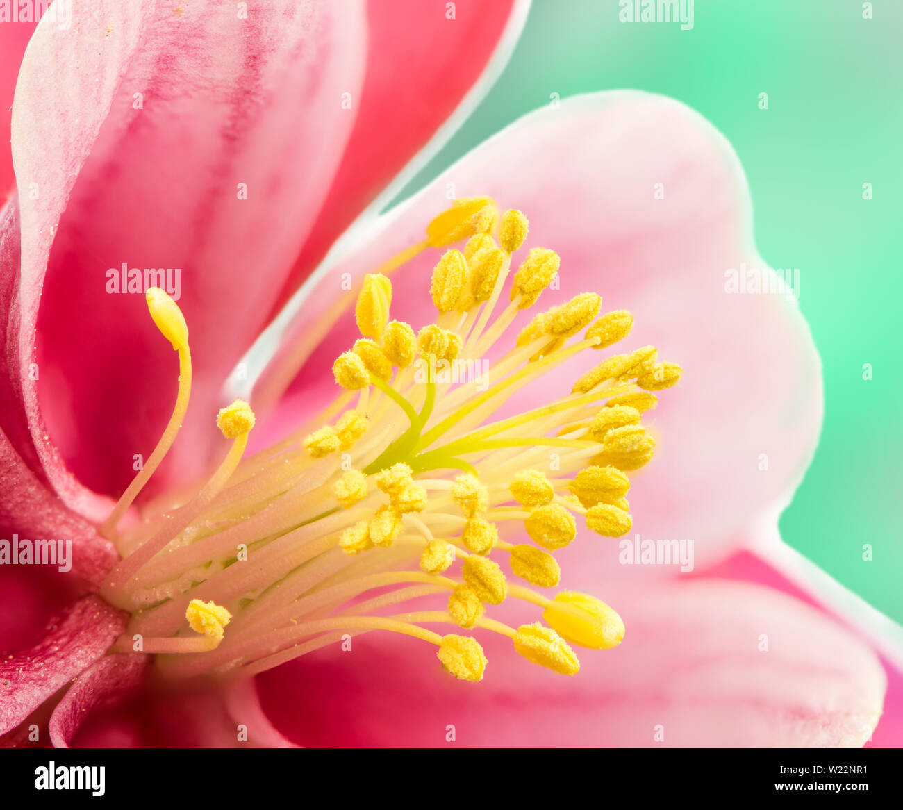 Anther of blossom from Columbine (Aquilegia) flower Stock Photo