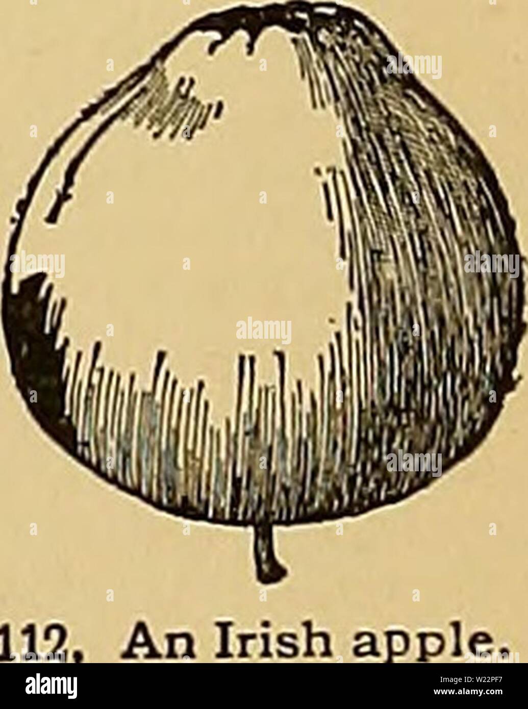 Archive image from page 105 of Cyclopedia of American horticulture, comprising. Cyclopedia of American horticulture, comprising suggestions for cultivation of horticultural plants, descriptions of the species of fruits, vegetables, flowers, and ornamental plants sold in the United States and Canada, together with geographical and biographical sketches  cyclopediaofamer01bail1 Year: 1900  The flat or oblate American apple    An Irish apple. Stock Photo