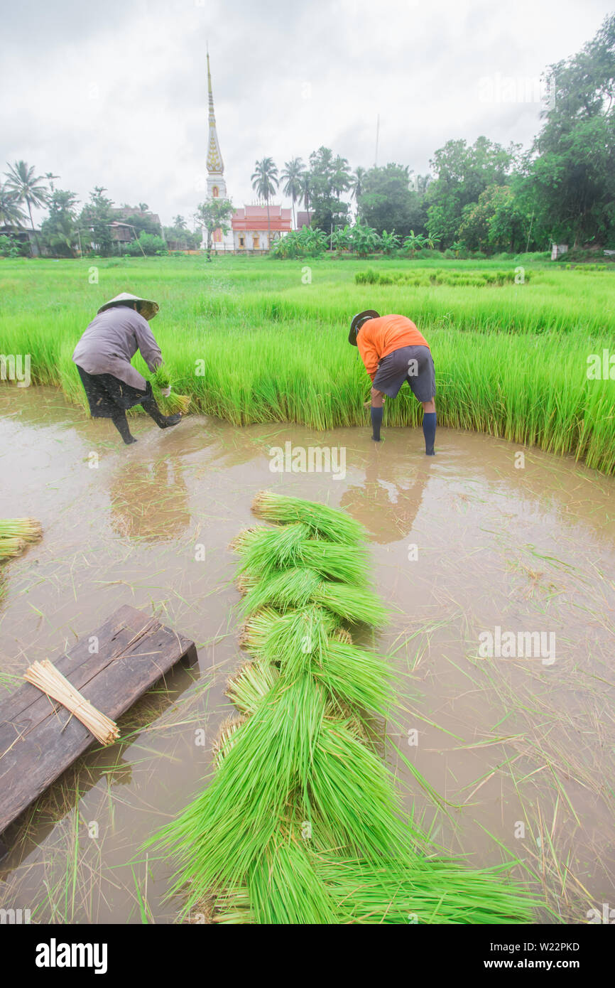 Farmers working planting rice in the paddy field Stock Photo - Alamy