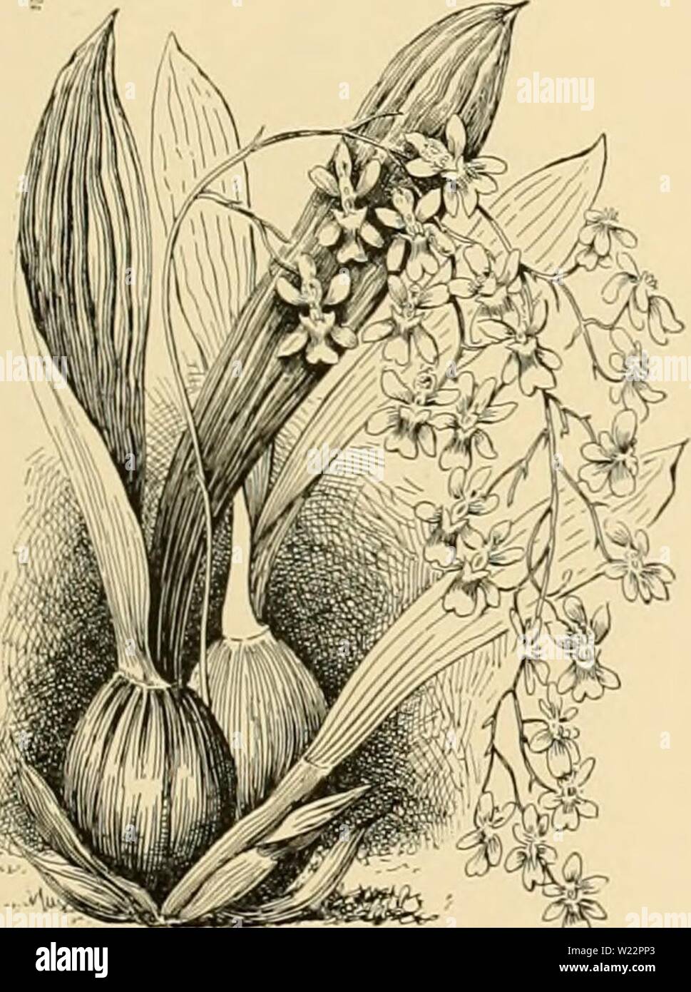 Archive image from page 106 of Cyclopedia of American horticulture . Cyclopedia of American horticulture : comprising suggestions for cultivation of horticultural plants, descriptions of the species of fruits, vegetables, flowers, and ornamental plants sold in the United States and Canada, together with geographical and biographical sketches  cyclopediaofame03bail Year: 1906  ONCIDIUJI (NCIDILM 1133 25. altlssimum, Swartz. Pseudobulbs nearly rotund, much compressed and edged: Ivs. 1-2 at the top and several at the base of the pseudobulb, ensiform, keeled, lK-2 ft. long: inflorescence an almost Stock Photo